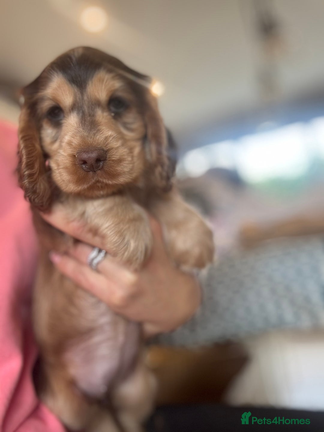 Cocker Spaniel dogs for sale: Gorgeous KC Show cocker spaniels  - Image 6