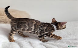 Bengal cats for sale: ✨ Bengal TICA Registered kittens Available ✨🐱 - Image 16