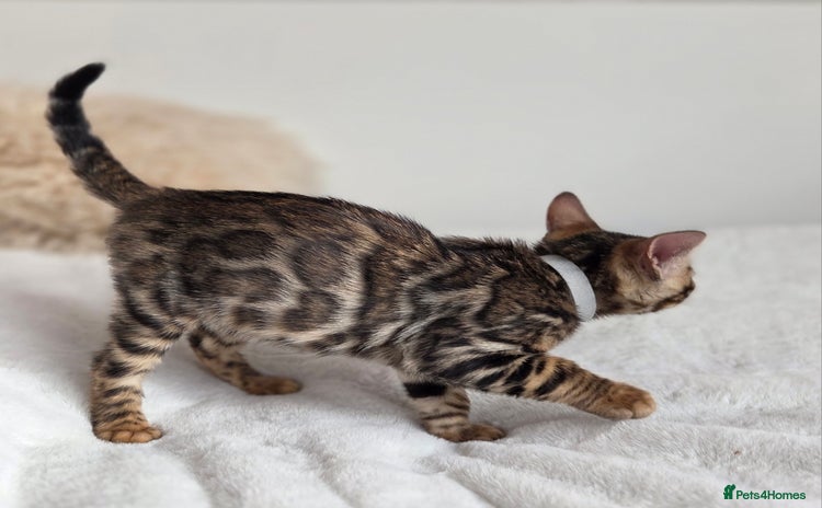 Bengal cats - Advert 3