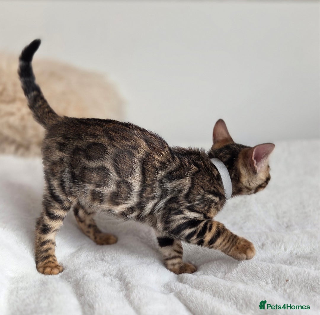 Bengal cats for sale: ✨ Bengal TICA Registered kittens Available ✨🐱 - Image 16