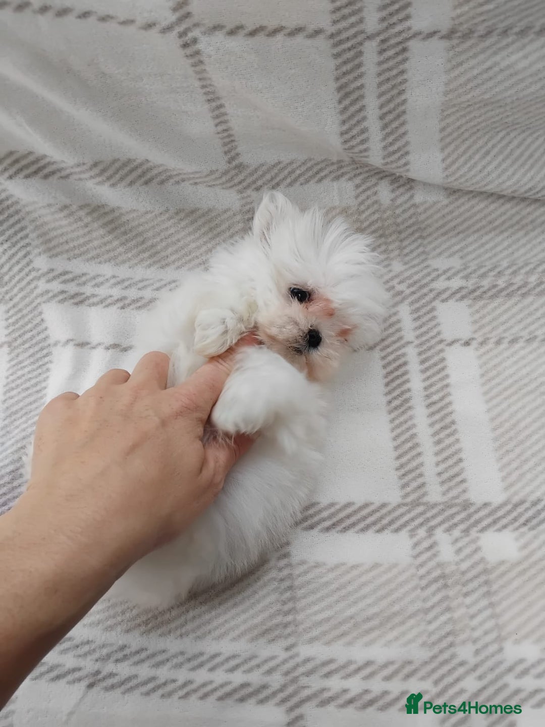 Maltese dogs for sale: Maltese puppies  - Advert 5