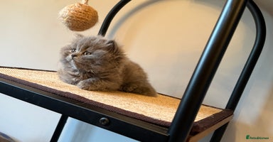 British Longhair cats - Advert 16
