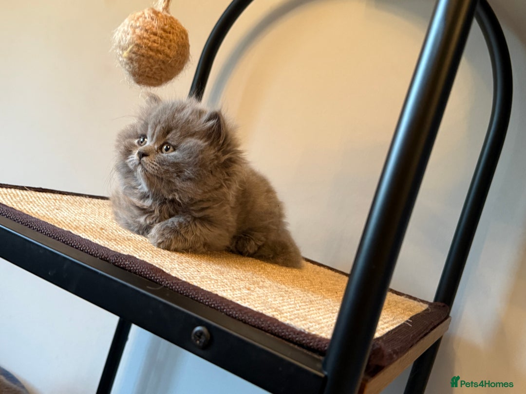 British Longhair cats for sale: GCCF REGISTERED British Longhair Girls  - Image 1
