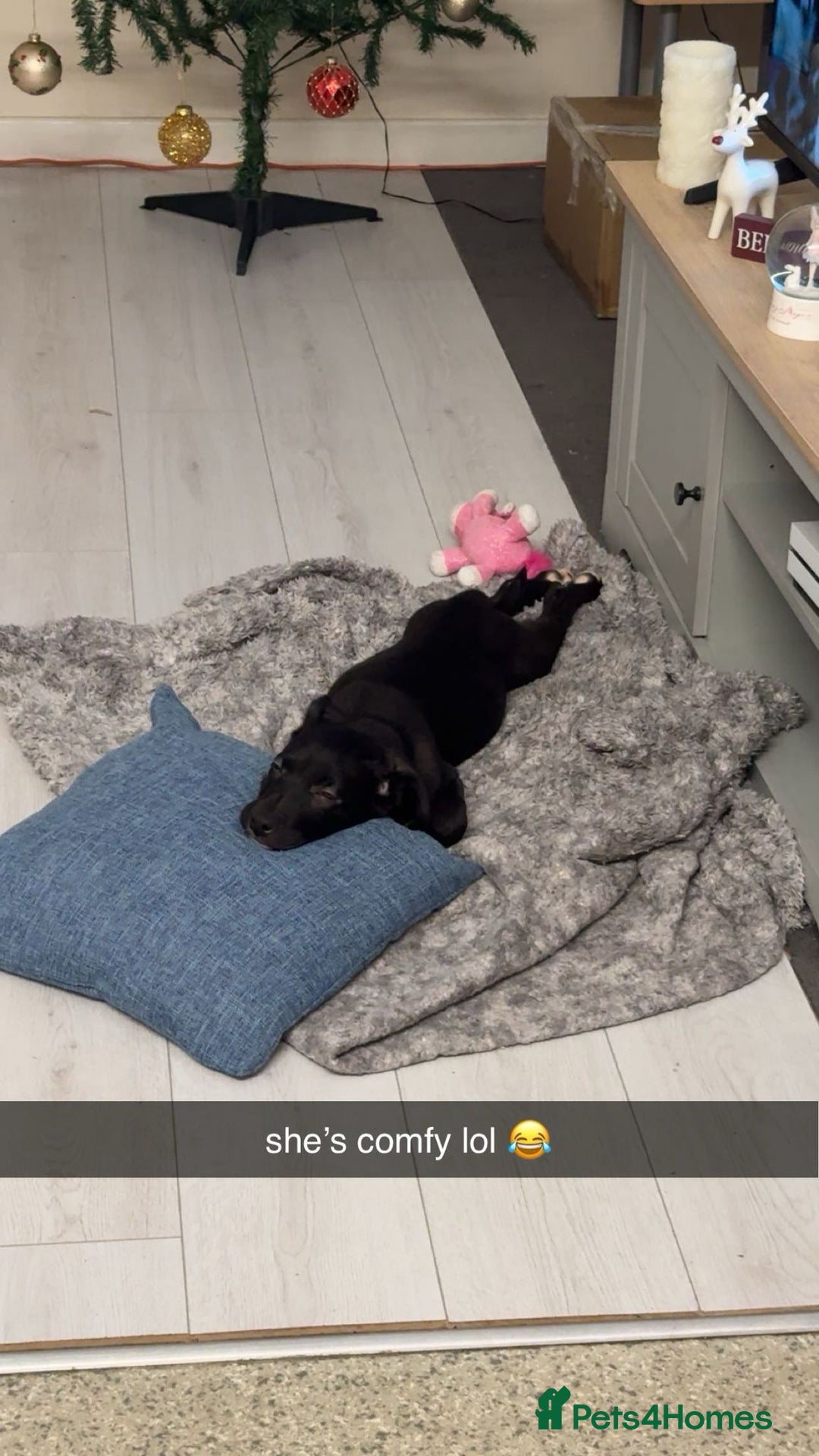 Mixed Breed dogs for sale: Dutch herder and blue American bull dog  - Advert 5