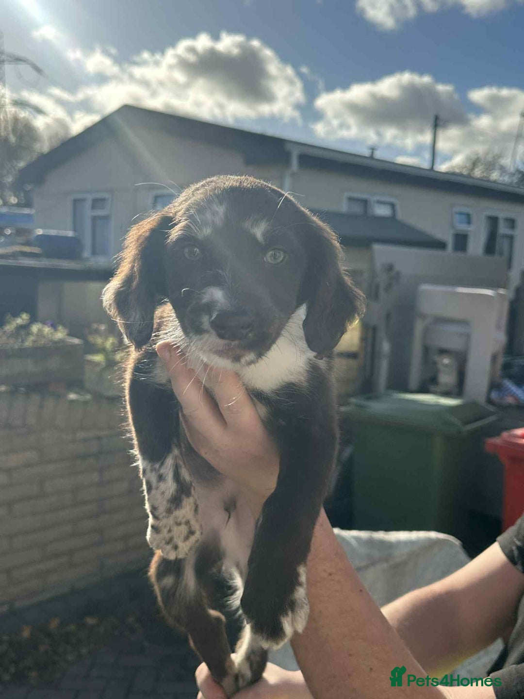 Mixed Breed dogs for sale: Cocker spaniel  - Advert 8