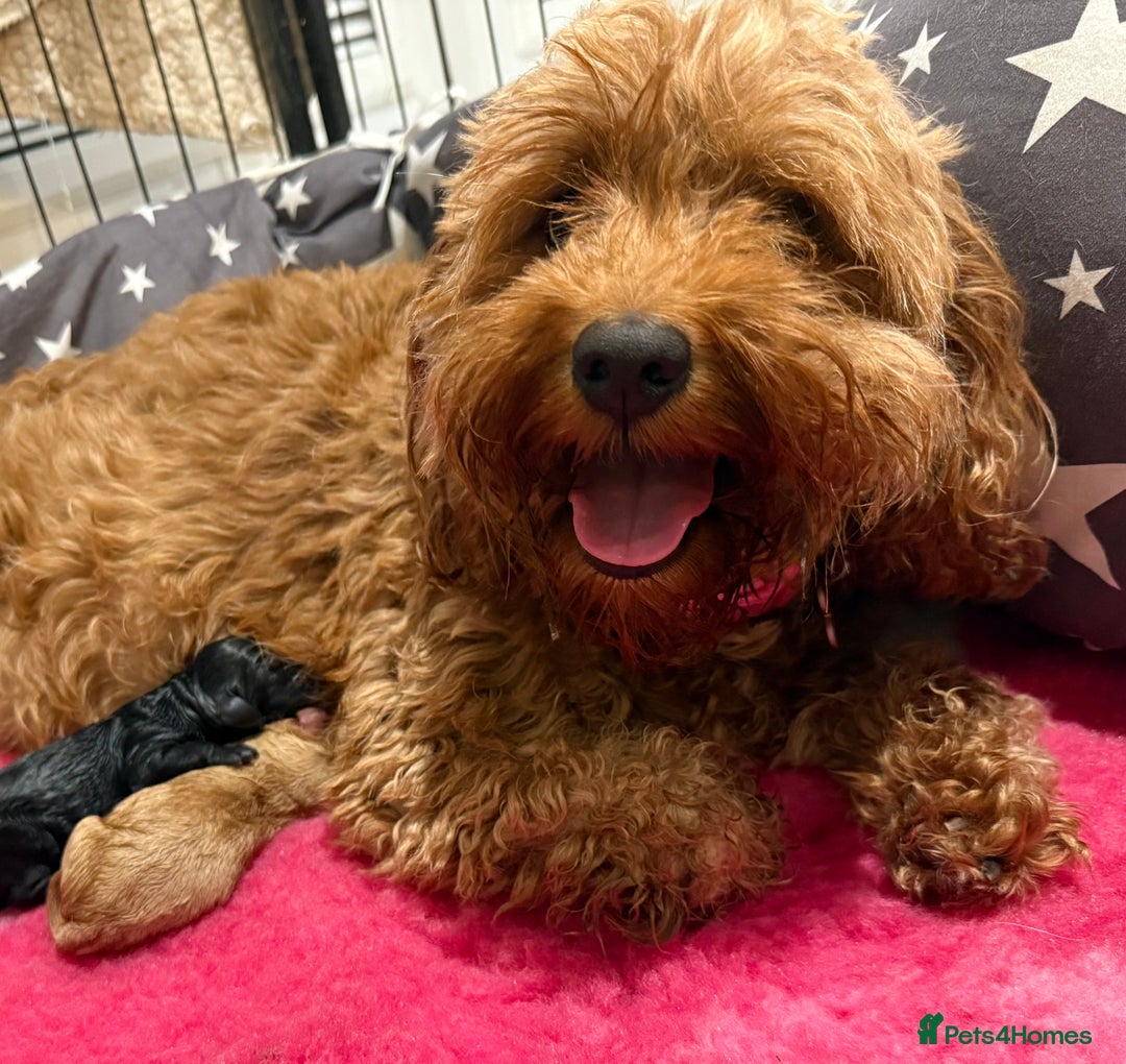 Cavapoo dogs for sale: 🐾Stunning F1B Cavapoo Puppies🐾 - Image 7