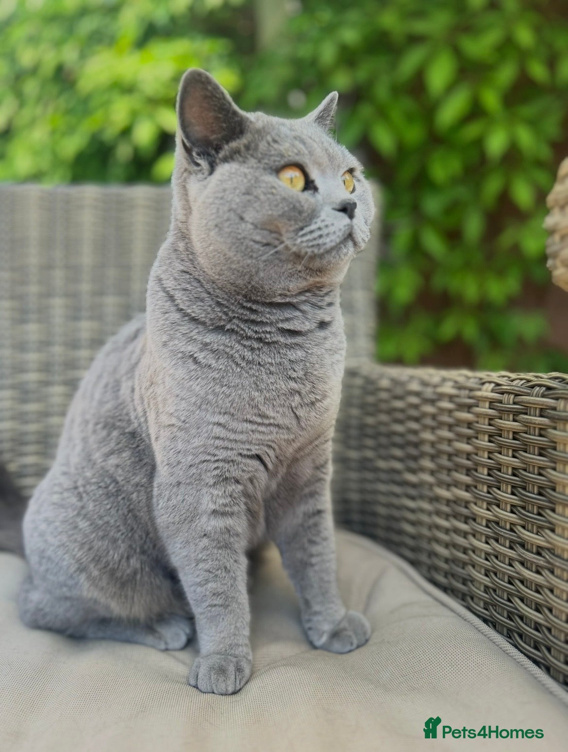 British Shorthair cats Beautiful British shorthair girl 3 Years - Advert 1