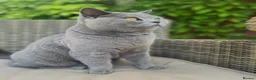 British Shorthair cats for sale: Beautiful British shorthair girl 3 Years in Nottingham - Advert 1