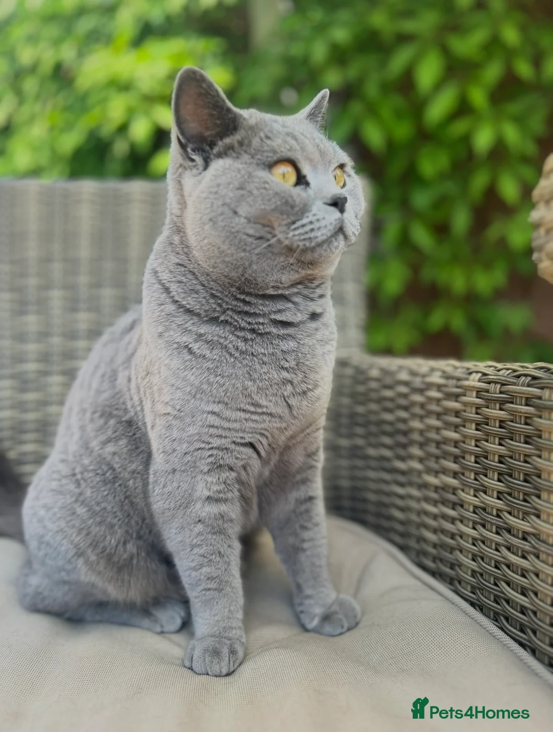 British Shorthair cats for sale: Beautiful British shorthair girl 3 Years in Nottingham - Advert 1