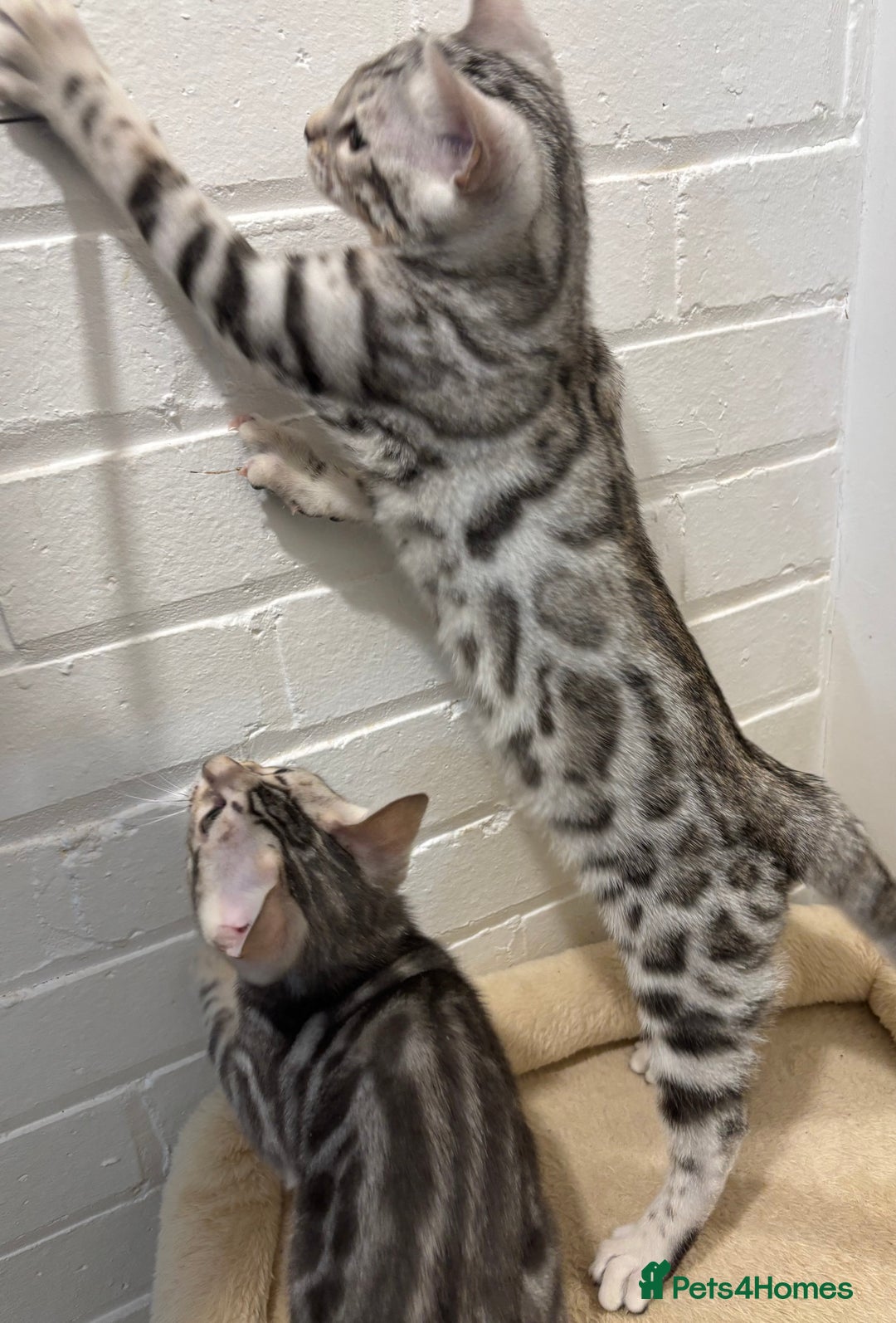 Bengal cats for sale: 🌟pedigree bengal kittens🌟 - Advert 17