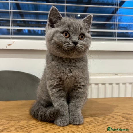 British Shorthair cats LAST GIRL LEFT - GCCF registered kittens - Advert 11