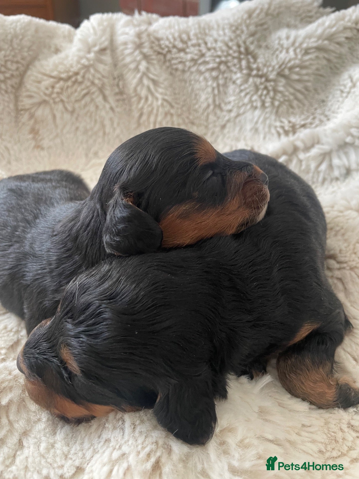 Cockapoo dogs 5 Miniture Cockerpoo pups  - Advert 16