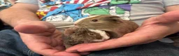 Guinea Pig rodents for sale: Guinea pigs  - Advert 2