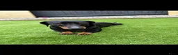 Miniature Dachshund dogs for sale: Miniature daushaund for rehoming in Tamworth - Advert 3