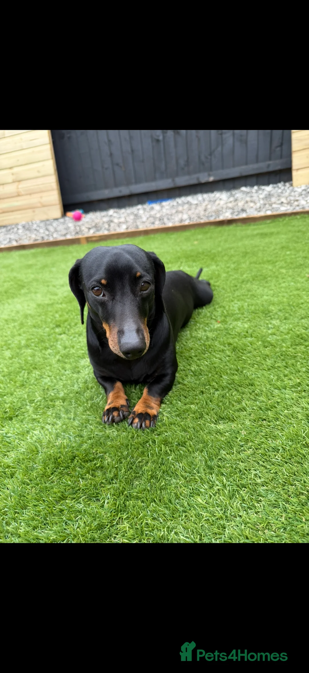 Miniature Dachshund dogs for sale: Miniature daushaund for rehoming in Tamworth - Advert 3