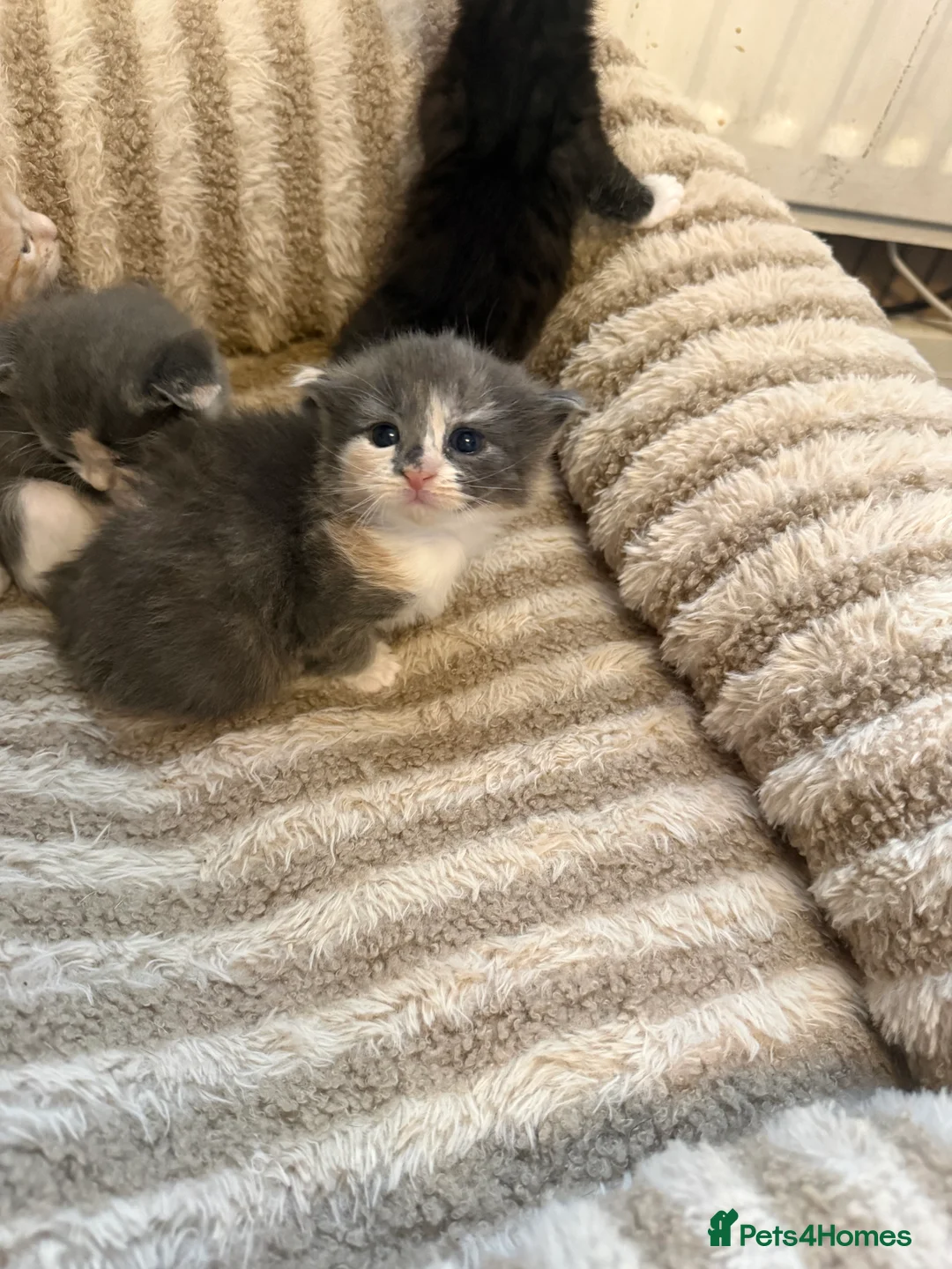 Maine Coon cats for sale: Maincoon mix  - Advert 8