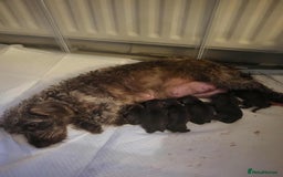 Mixed Breed dogs for sale: Dachschund puppies - Image 1