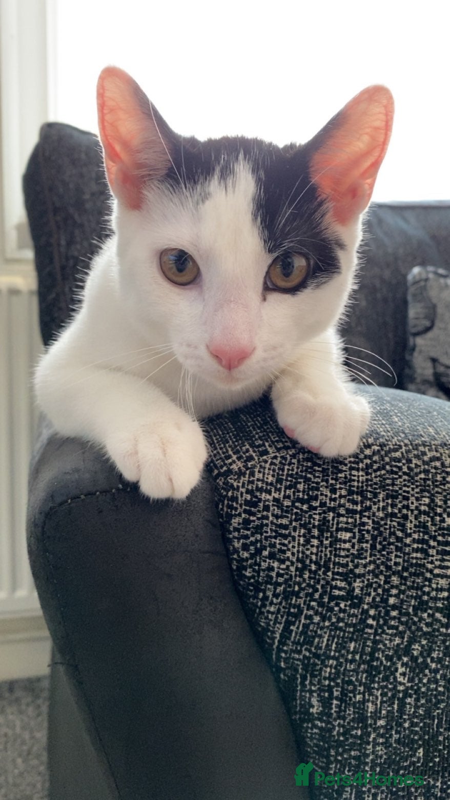 Mixed Breed cats Cat Asap - Advert 10