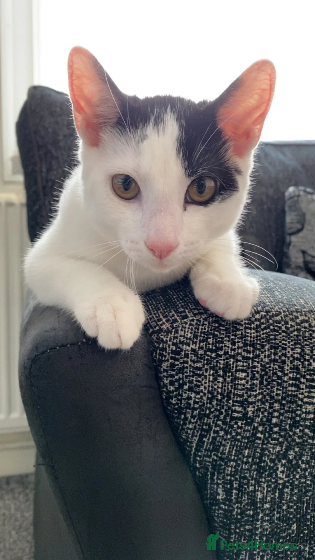 Mixed Breed cats for sale: Cat Asap - Advert 1