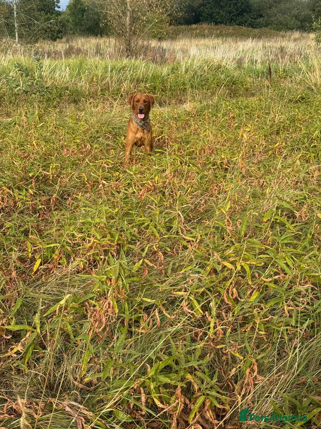 Labrador Retriever dogs for stud: 📣 Stud Dog Available – KC Registered Fox Red Lab - Advert 2