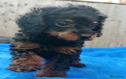 Toy Poodle dogs for sale: STUNNING TOY POODLES KC REG HEALTH TESTED  - Image 9