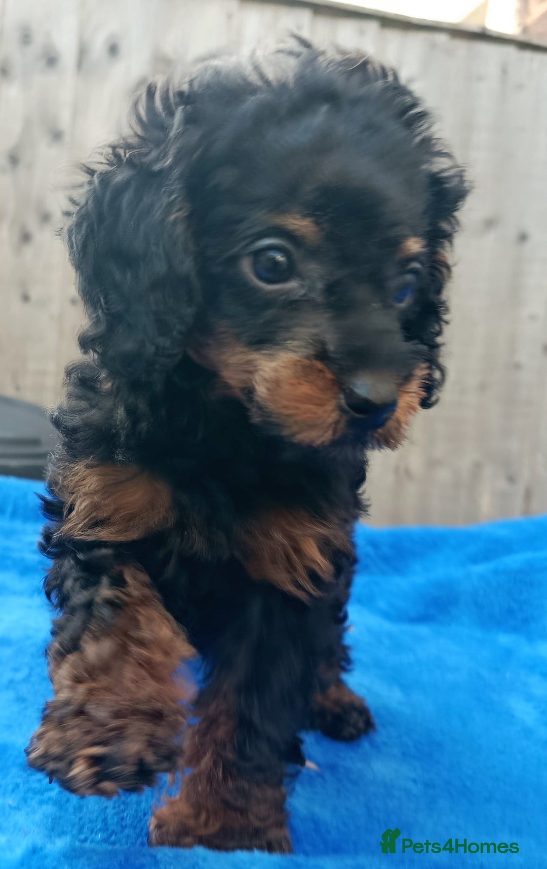 Toy Poodle dogs for sale: STUNNING TOY POODLES KC REG HEALTH TESTED  - Image 9