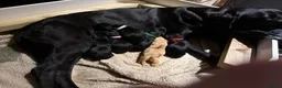 Labrador Retriever dogs for sale: Labrador pups - Advert 9