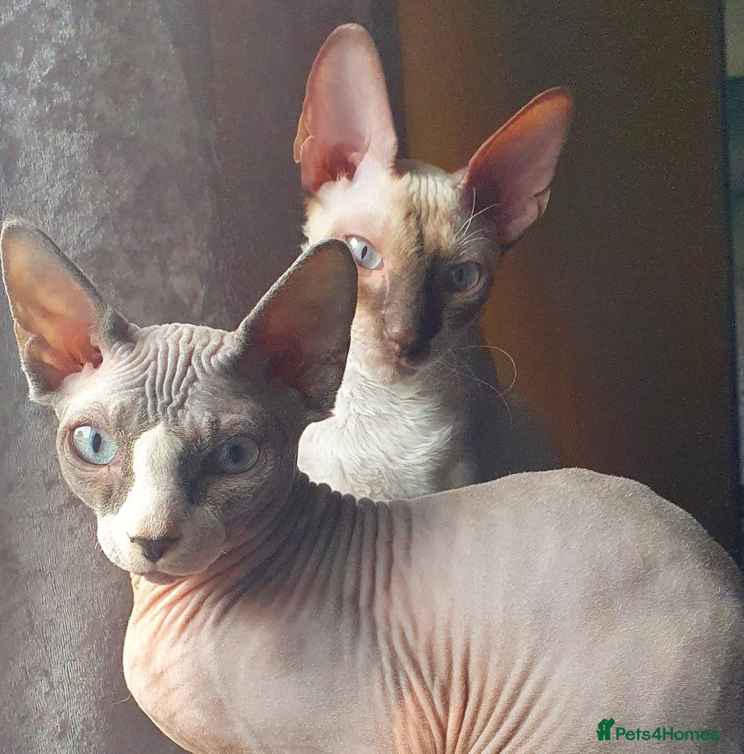 Cornish Rex cats for sale: Kira and Sushi - Image 15