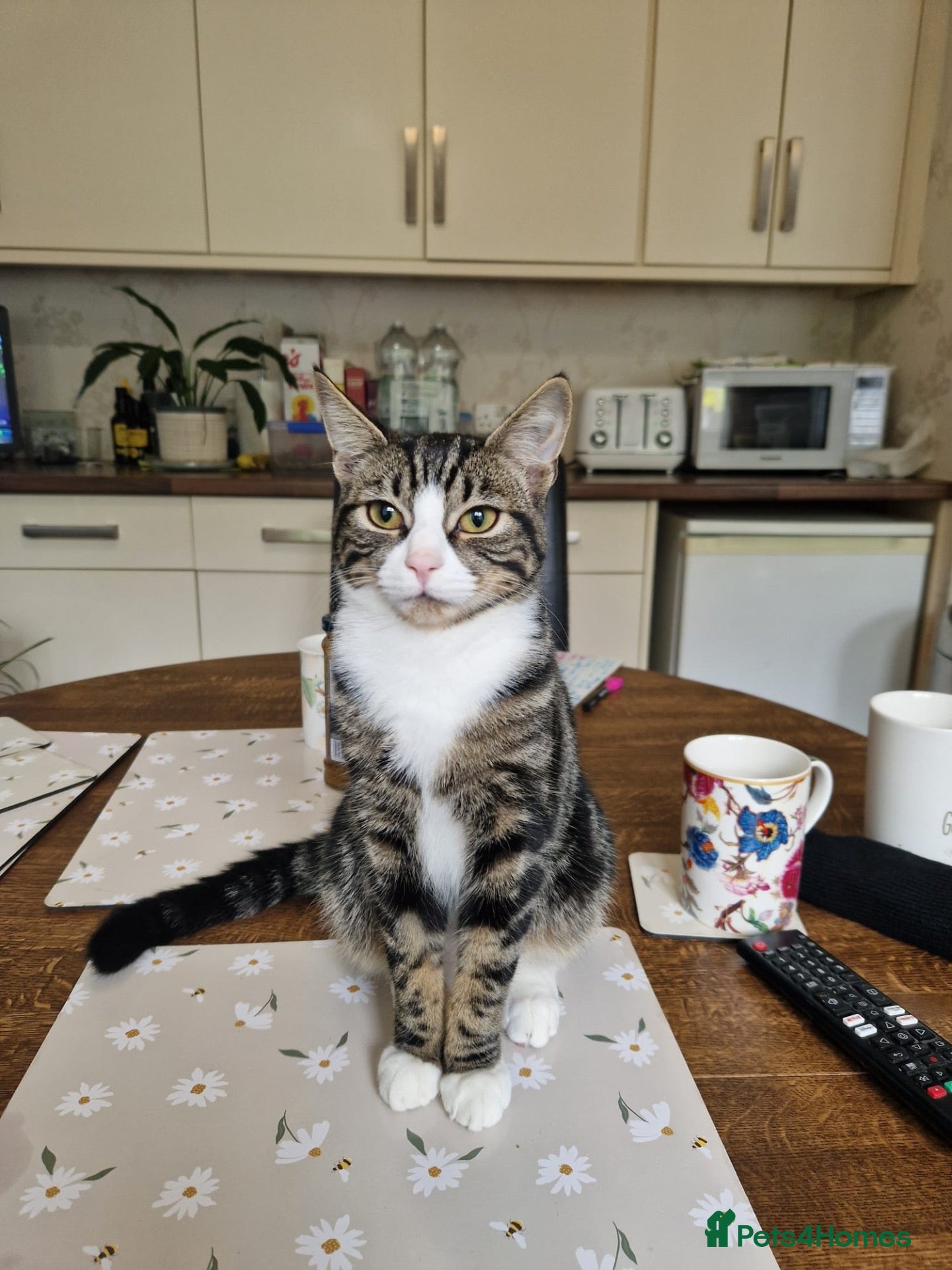 Mixed Breed cats Beautiful, playful 6 month old boy needs rehoming - Advert 2
