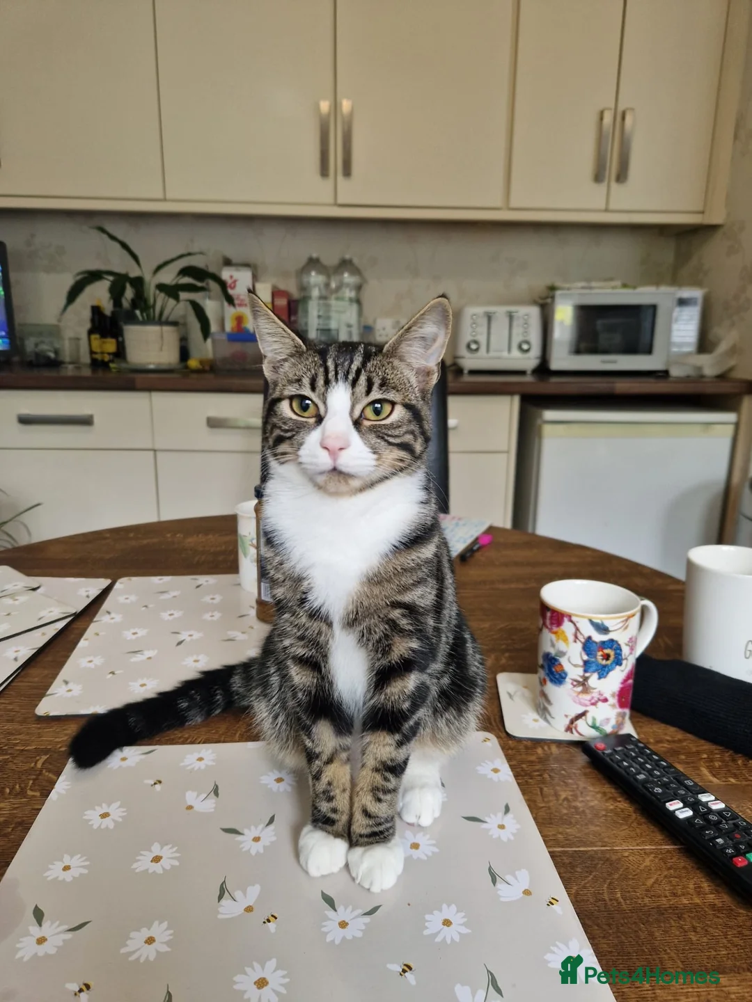 Mixed Breed cats for sale: Beautiful, playful 6 month old boy needs rehoming in Bordon - Advert 1