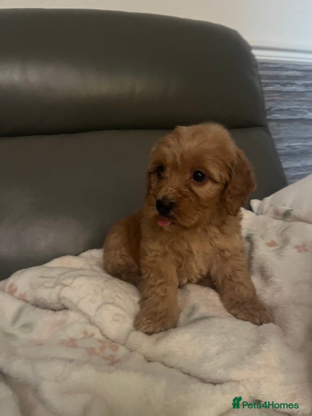 Cockapoo dogs for sale: 5 beautiful F1 cockerpoos  - Image 27