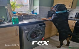 Rottweiler dogs for sale: (KC) REX & DELLAS FINAL LITTER OF QUALITY PUPS - Image 27