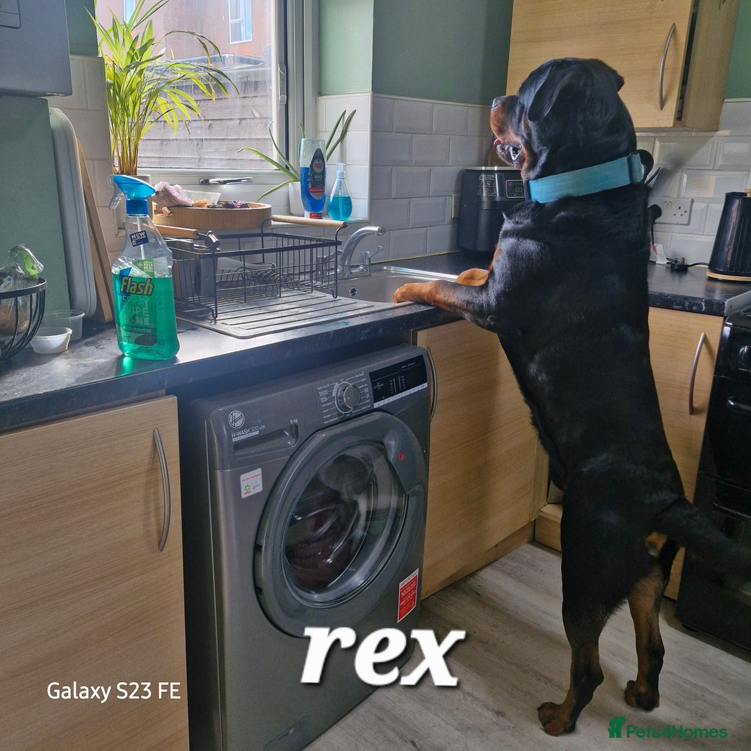 Rottweiler dogs for sale: (KC) REX & DELLAS FINAL LITTER OF QUALITY PUPS - Image 27