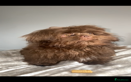 Shih Tzu dogs for stud: KC registered proven imperial Shih Tzu for stud  in Leicester - Image 3
