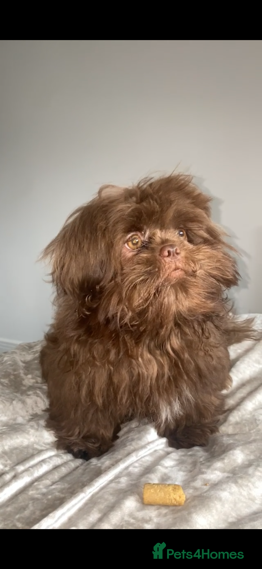 Shih Tzu dogs for stud: KC registered proven imperial Shih Tzu for stud  in Leicester - Image 3
