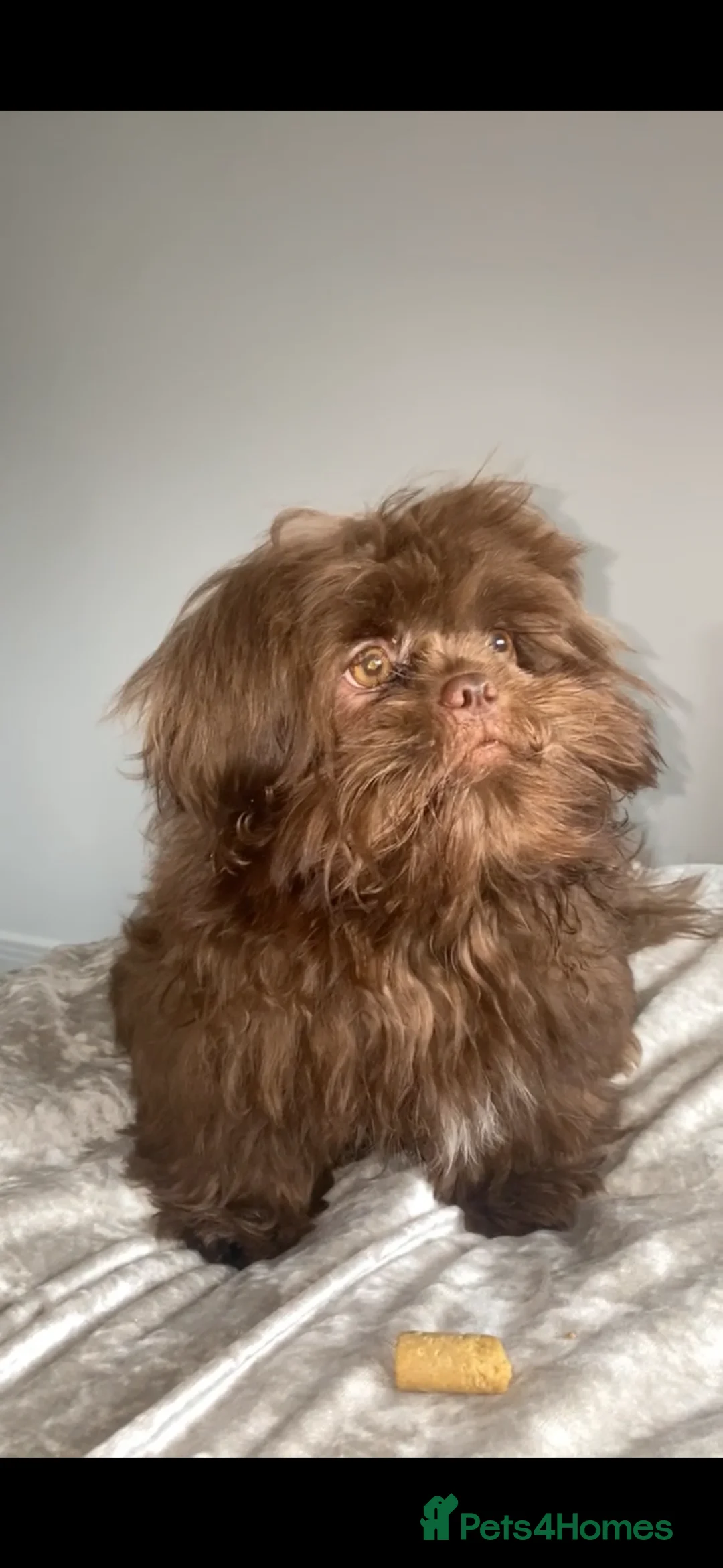 Shih Tzu dogs for stud: KC registered proven imperial Shih Tzu for stud  in Leicester - Advert 3