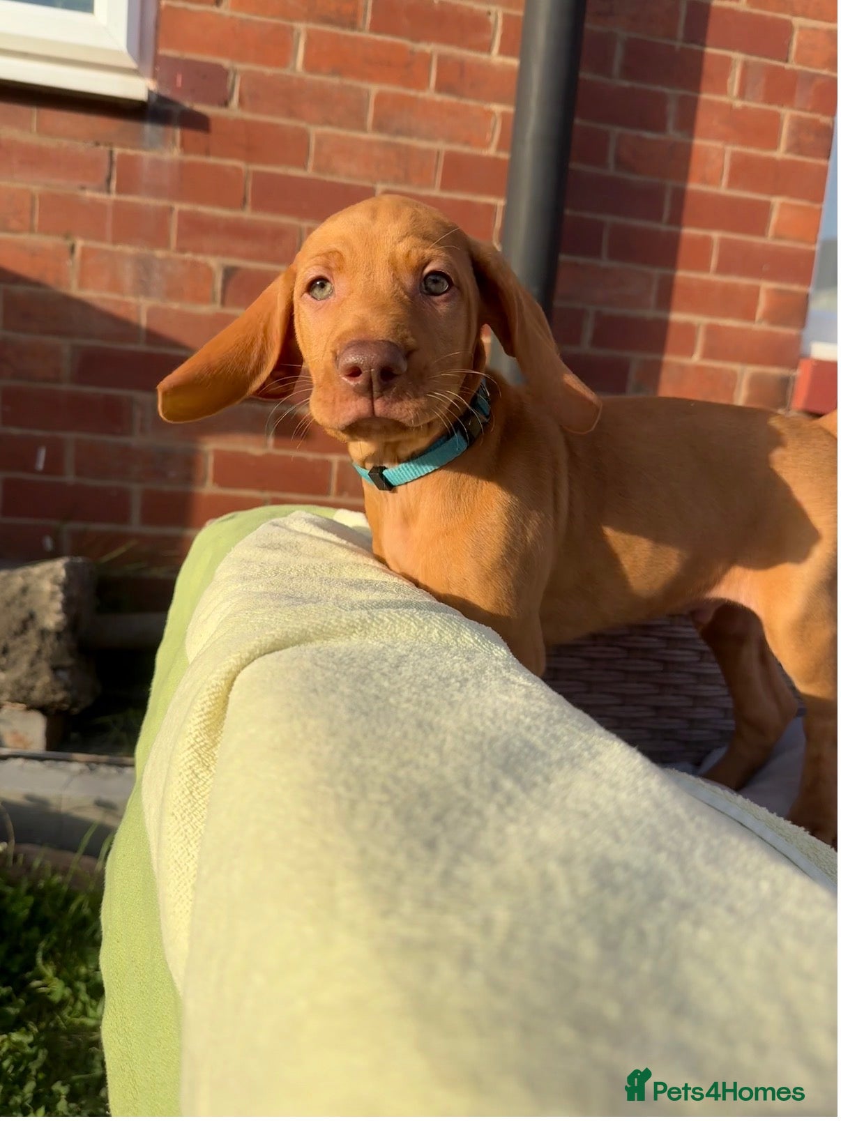 Hungarian Vizsla dogs KC Registered Hungarian Viszla litter  - Advert 4