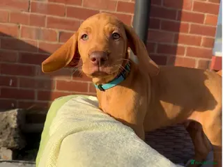 Hungarian Vizsla dogs KC Registered Hungarian Viszla litter - Advert 4