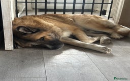 Mixed Breed dogs for sale: Beautiful Caucasian shepherd x Akita dog - Advert 3