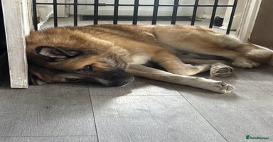 Mixed Breed dogs Beautiful Caucasian shepherd x Akita dog - Advert 1