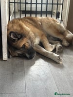Mixed Breed dogs Beautiful Caucasian shepherd x Akita dog - Advert 1