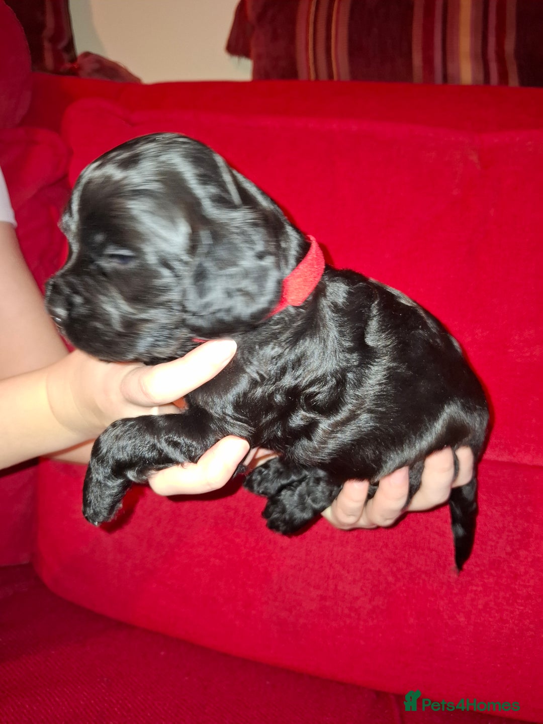 Cocker Spaniel dogs for sale: KC Registered Working Cocker Spaniel Puppies - Advert 13
