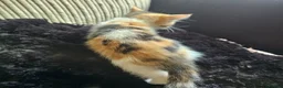 Mixed Breed cats for sale: Beautiful Kittens - Advert 32