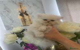 Persian cats for sale: Chinchilla Persian kittens  - Image 9