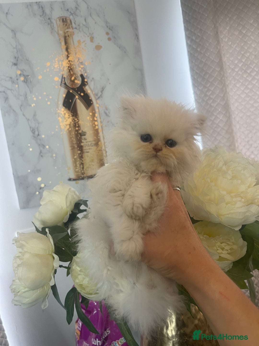 Persian cats for sale: Chinchilla Persian kittens  - Image 9