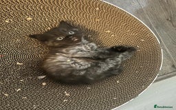 Ragdoll cats for sale: 1/2 Ragdoll 1/2 british Blue MIx Kittens - Image 1