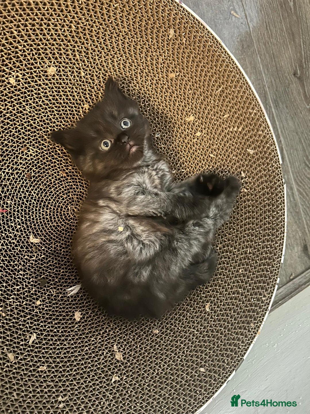 Ragdoll cats for sale: 1/2 Ragdoll 1/2 british Blue MIx Kittens - Image 1