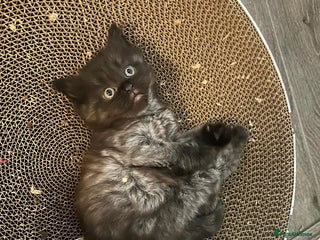 Ragdoll cats - Advert 21