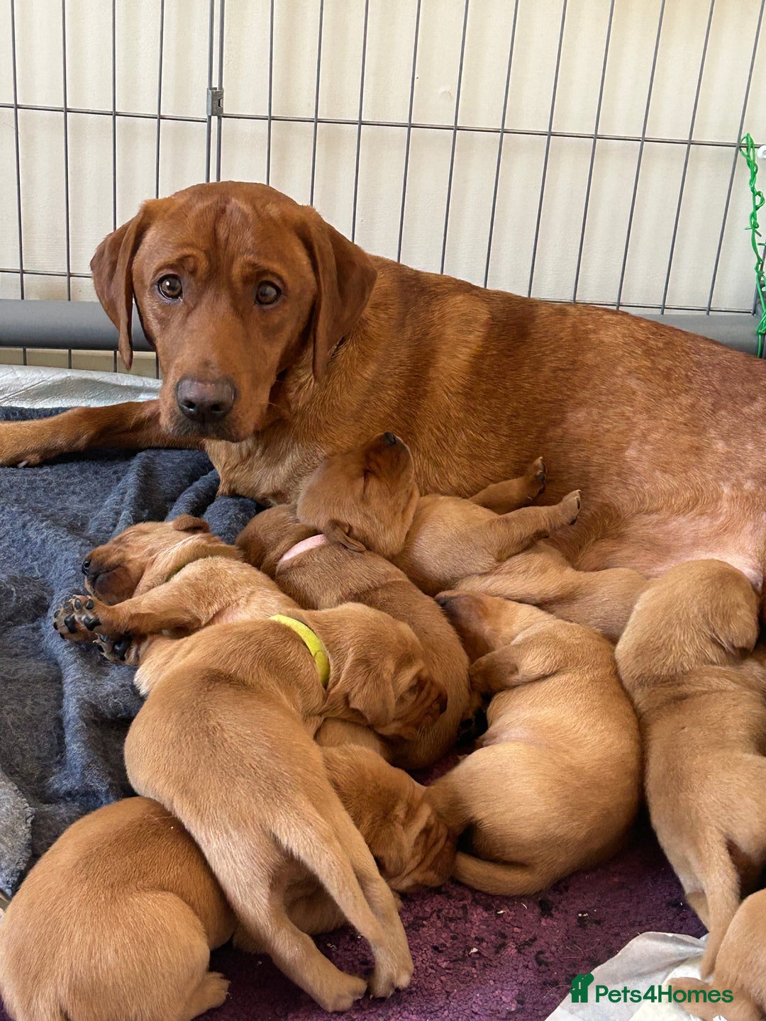 Labrador Retriever dogs for sale: Kc Labrador Retriever Red fox 8 puppies for sale  - Advert 6