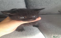 Mixed Breed cats for sale: 3 Black male kittens - Image 5